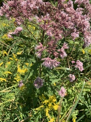 Eutrochium maculatum