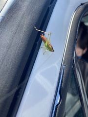 Conocephalus brevipennis