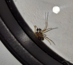 Neottiura bimaculata