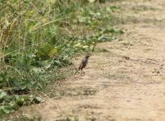 Luscinia svecica
