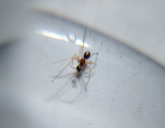 Neottiura bimaculata