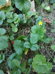 Potentilla indica