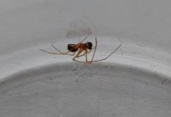 Neottiura bimaculata