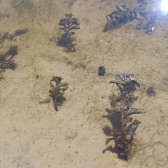 Potamogeton perfoliatus