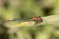 Ischnura fluviatilis