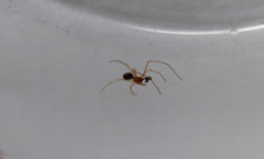 Neottiura bimaculata