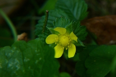 Potentilla indica