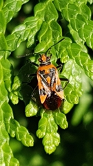 Corizus hyoscyami