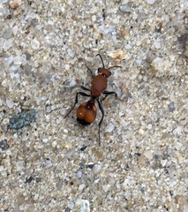 Dasymutilla bioculata