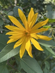 Helianthus tuberosus