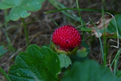Potentilla indica