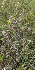 Cynoglossum officinale