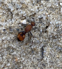 Dasymutilla bioculata