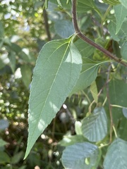 Helianthus tuberosus