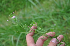 Epilobium tetragonum