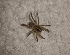 Trochosa