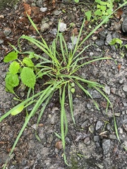 Digitaria ischaemum
