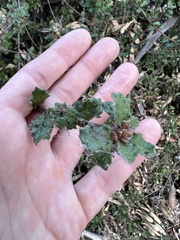 Quercus berberidifolia