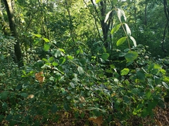 Magnoliopsida
