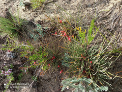 Ephedra monosperma