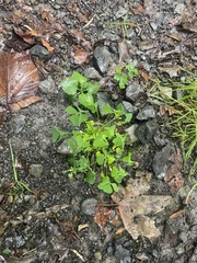 Oxalis stricta