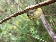 Cepaea