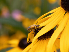 Chauliognathus pensylvanicus