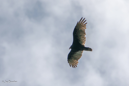 Turkey Vulture photographed in Tennessee