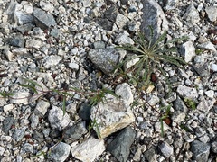 Epilobium brachycarpum