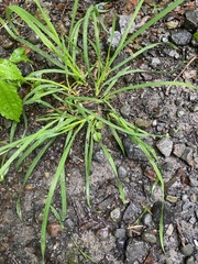 Digitaria ischaemum
