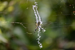 Argiope aurantia