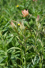 Castilleja elmeri