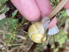 Cepaea