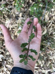 Quercus berberidifolia