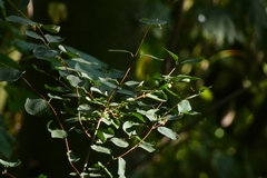 Magnoliopsida