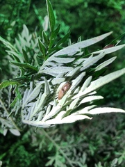 Conoderus parallelus