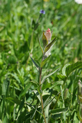 Castilleja elmeri