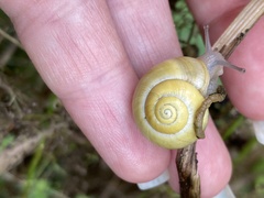 Cepaea