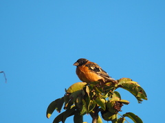 Pheucticus melanocephalus