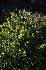 Grayia spinosa