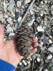 Pinus flexilis