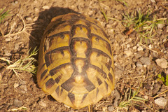 Testudo