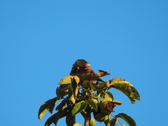 Pheucticus melanocephalus