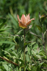 Castilleja elmeri