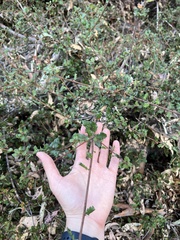 Quercus berberidifolia