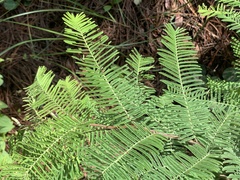 Vachellia pennatula