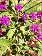 Xylocopa virginica