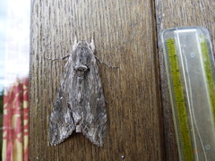 Agrius convolvuli