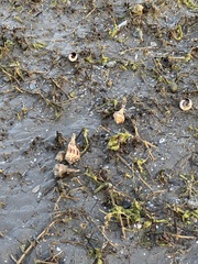 Sinistrofulgur pulleyi