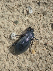 Carabus coriaceus
